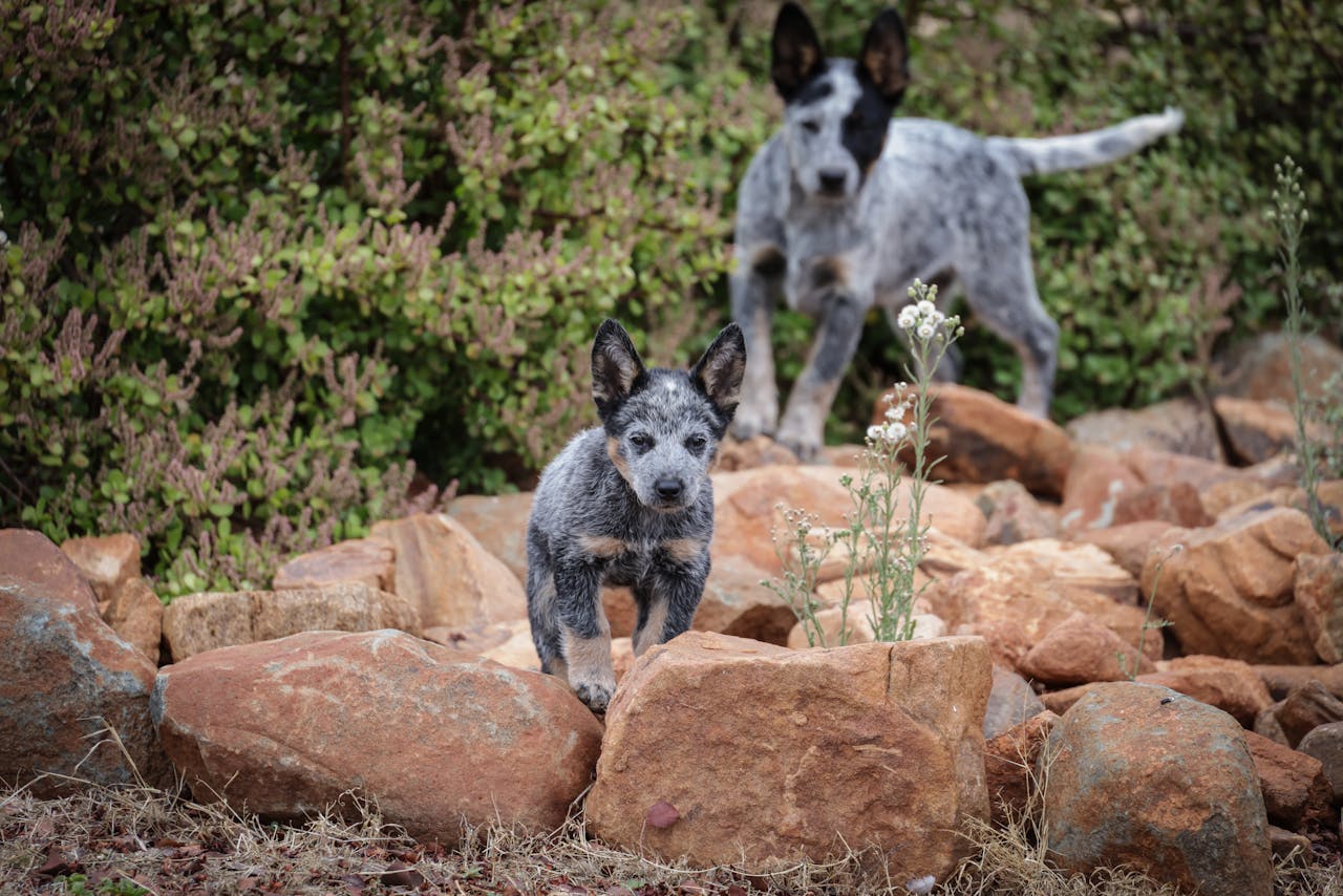 Australian Cattle Dog