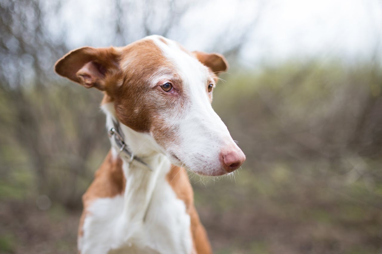 Head Turn And Gaze Aversion