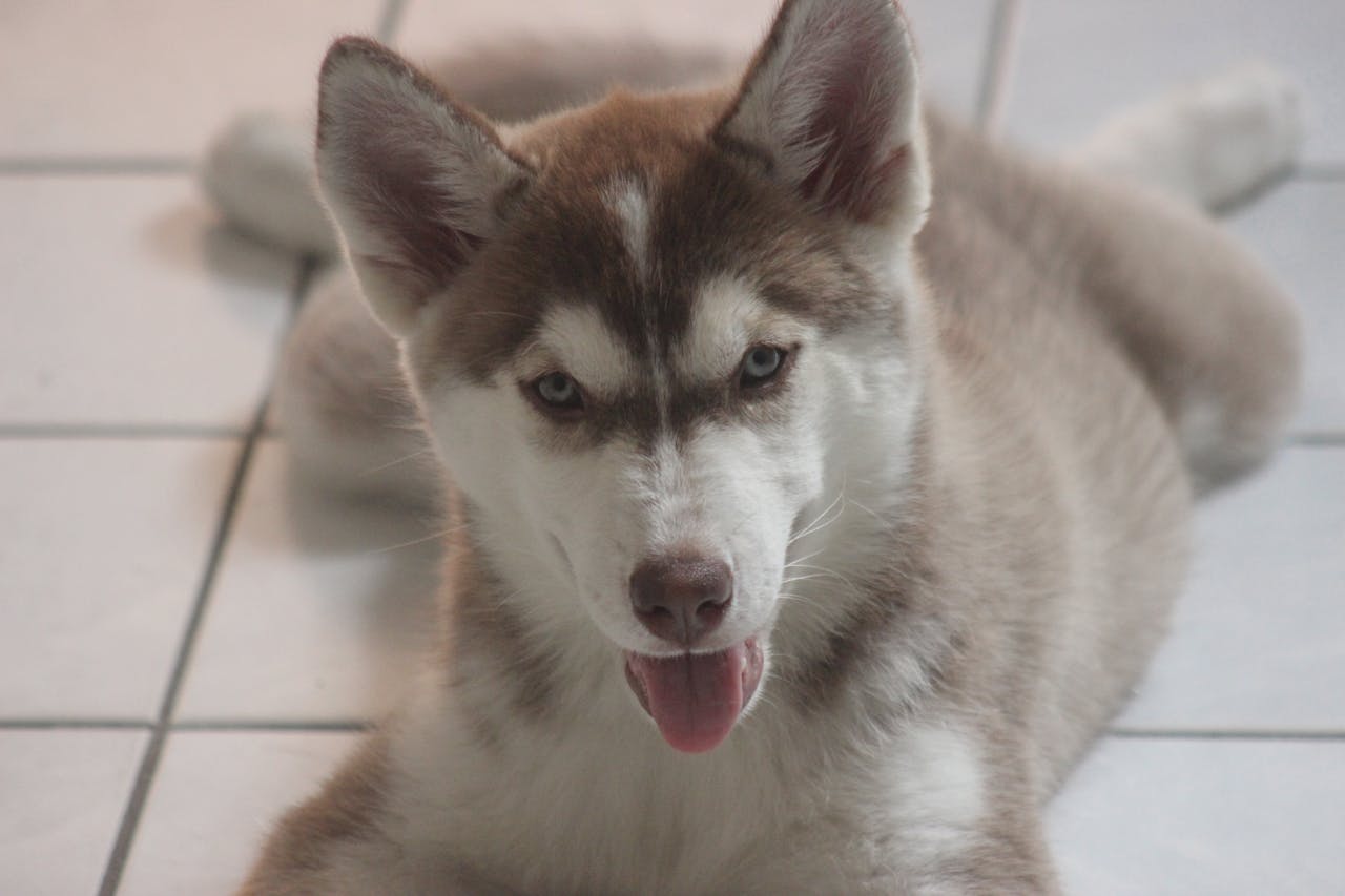 Siberian Husky