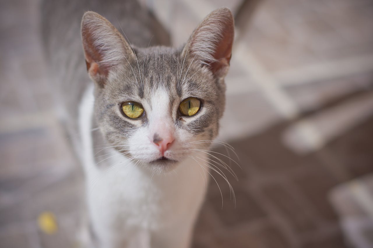 Quick Air Snap Without Contact