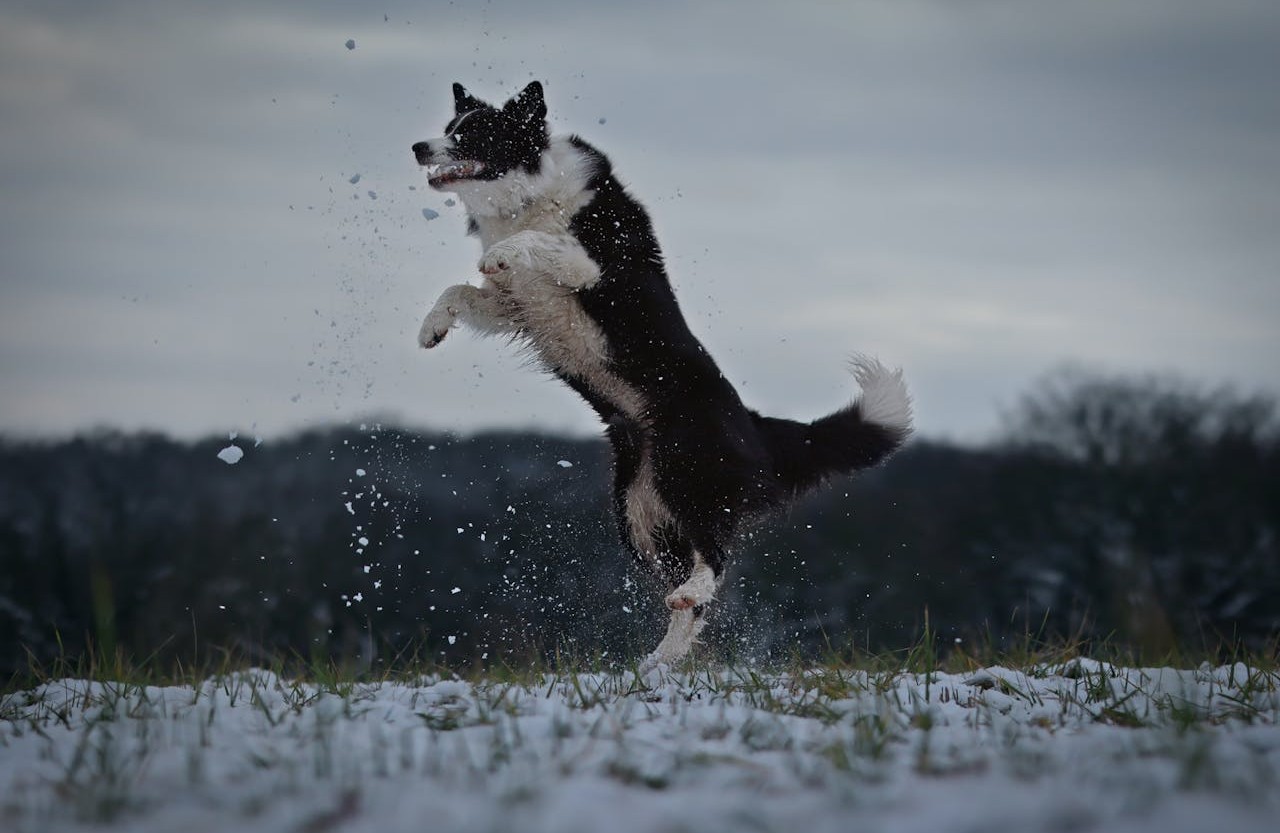 Border Collie