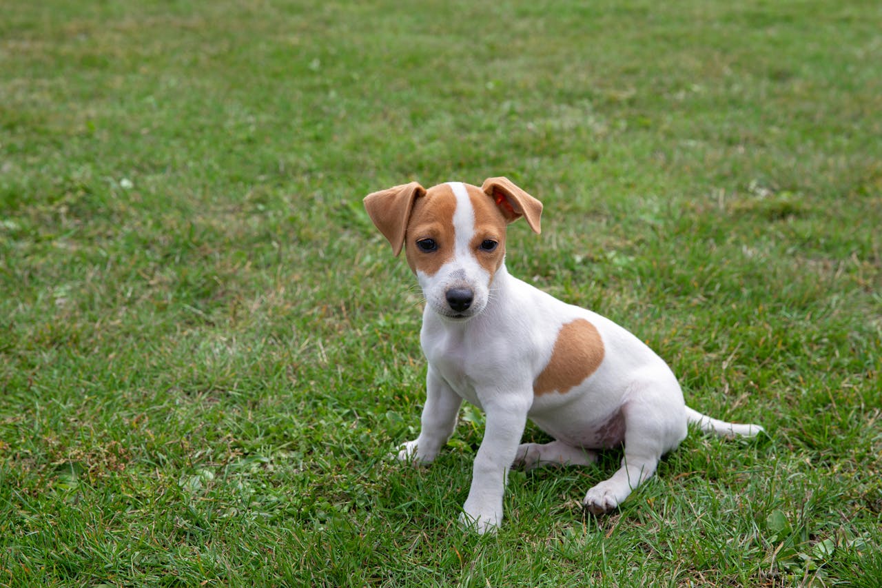 Jack Russell Terrier