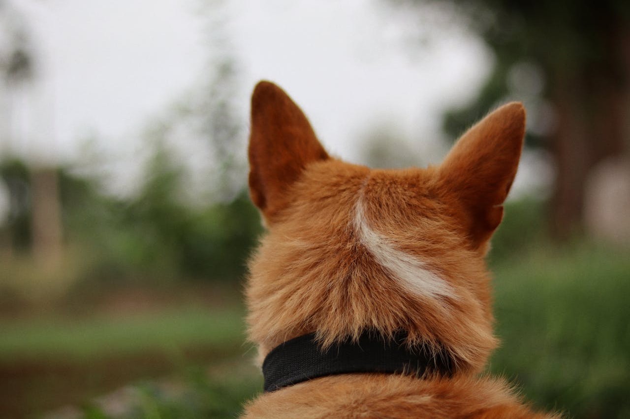 Ears Pinned Back Or Rigidly Forward