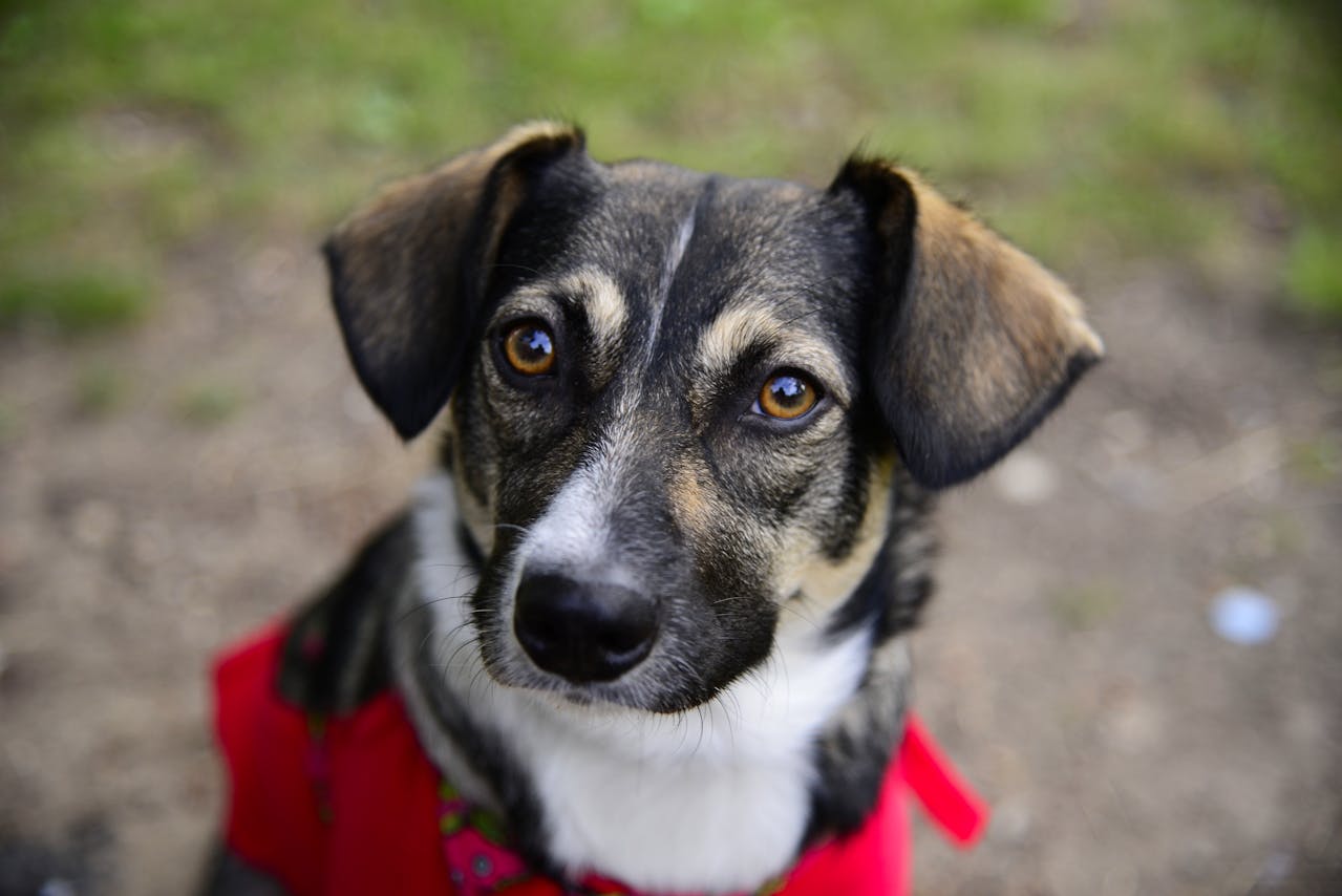 Whale Eye and Side Glances