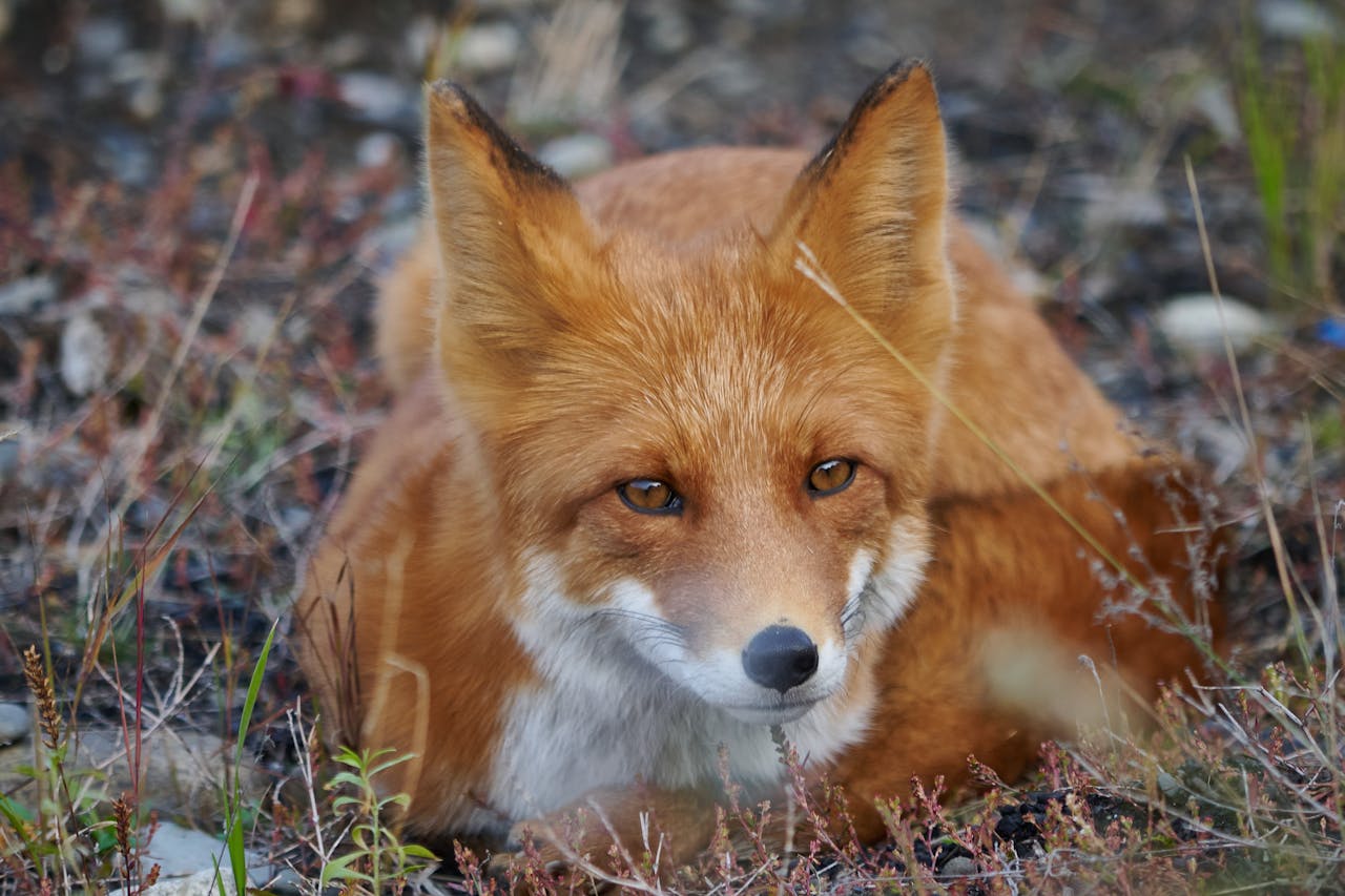 Fox