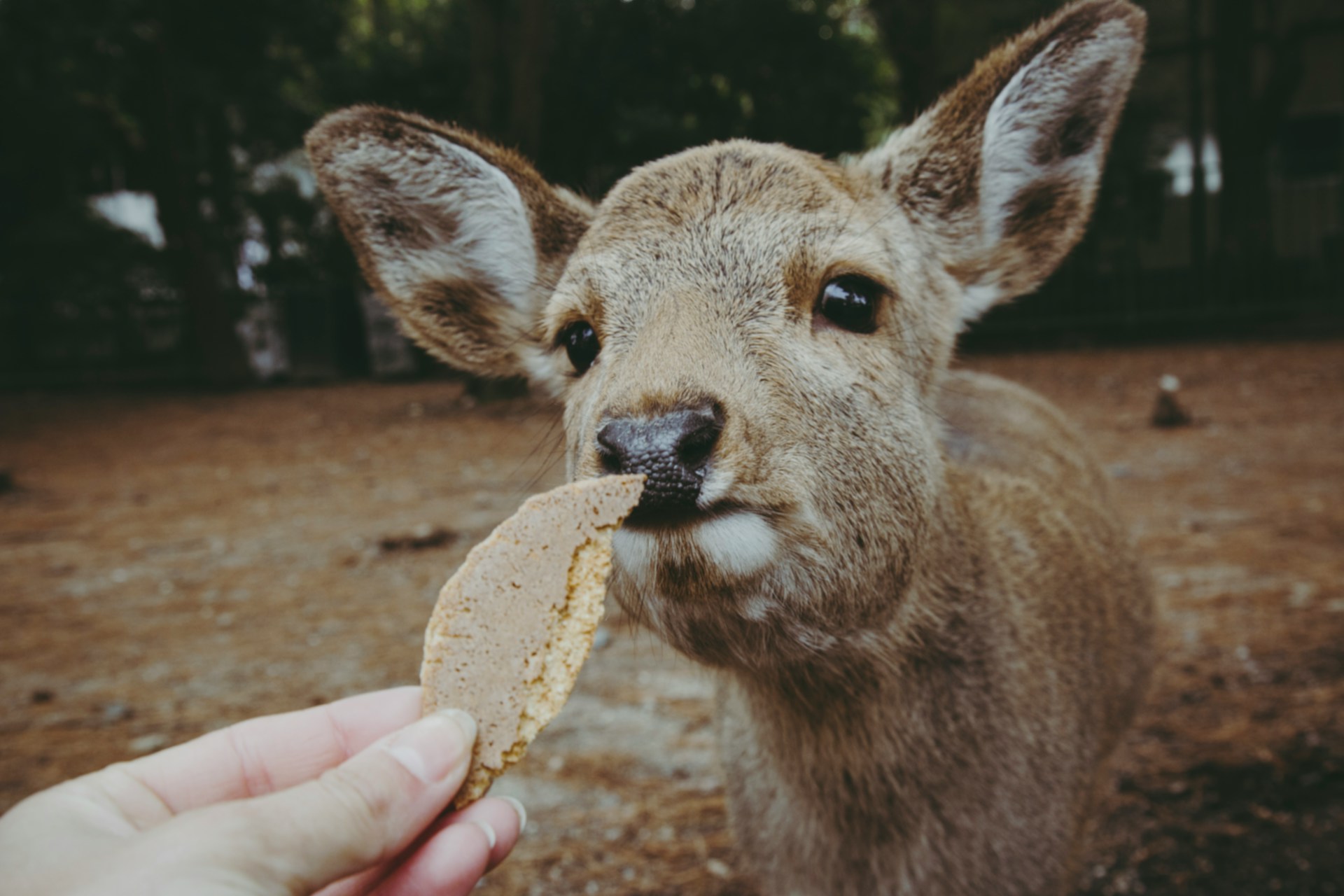 Feeding Wildlife For A Cute Shot