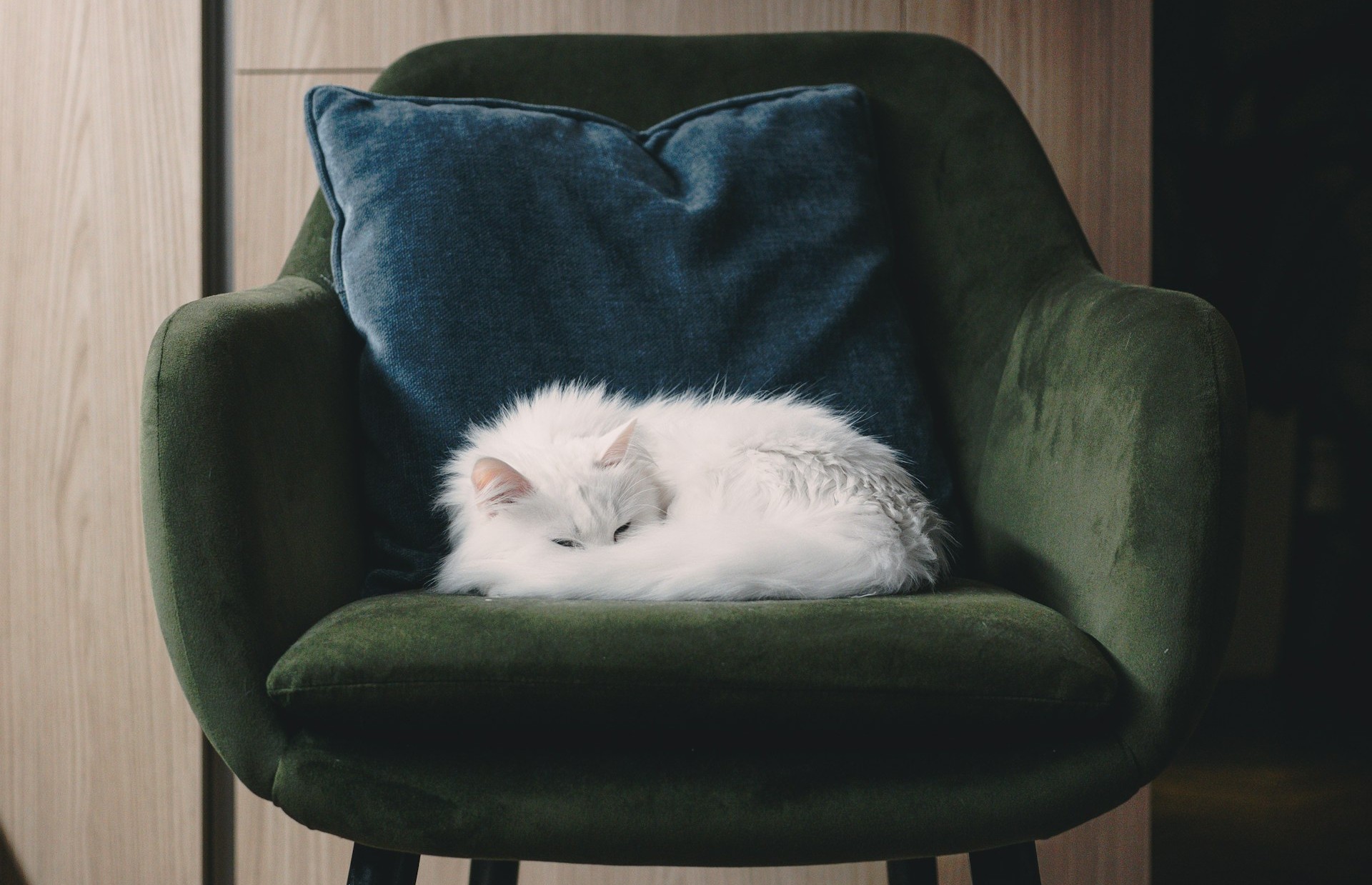 Pet Hair Clings Like It Belongs There