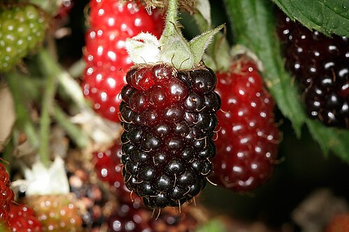 500px-Boysenberries (1)