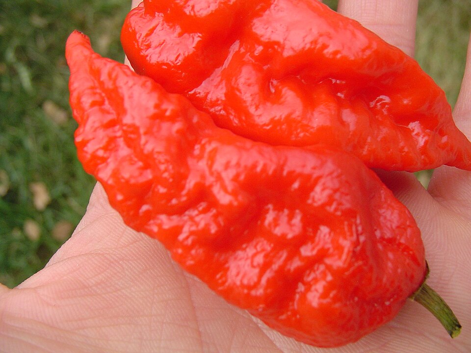 Ghost pepper