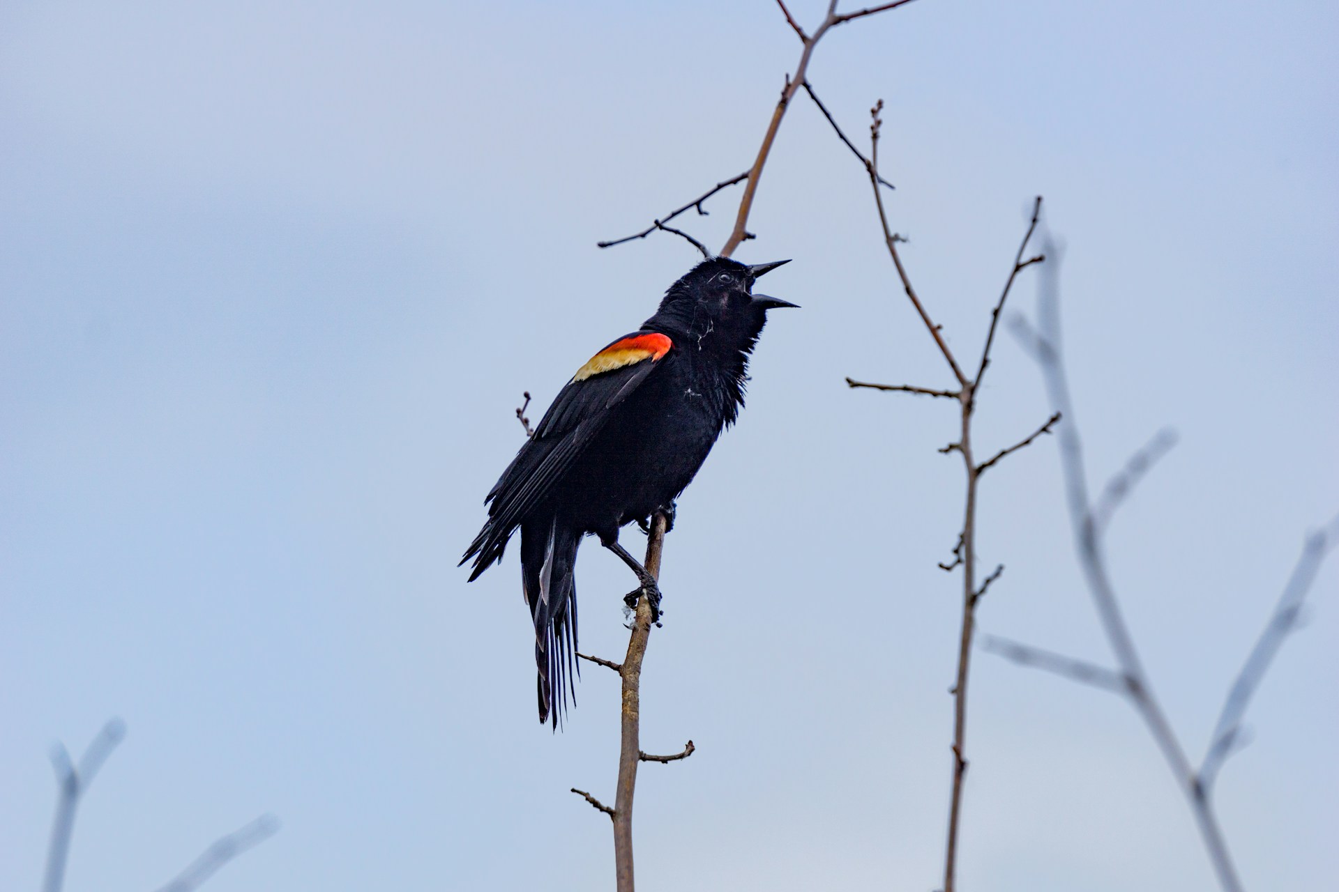 Red-winged Blackbirds