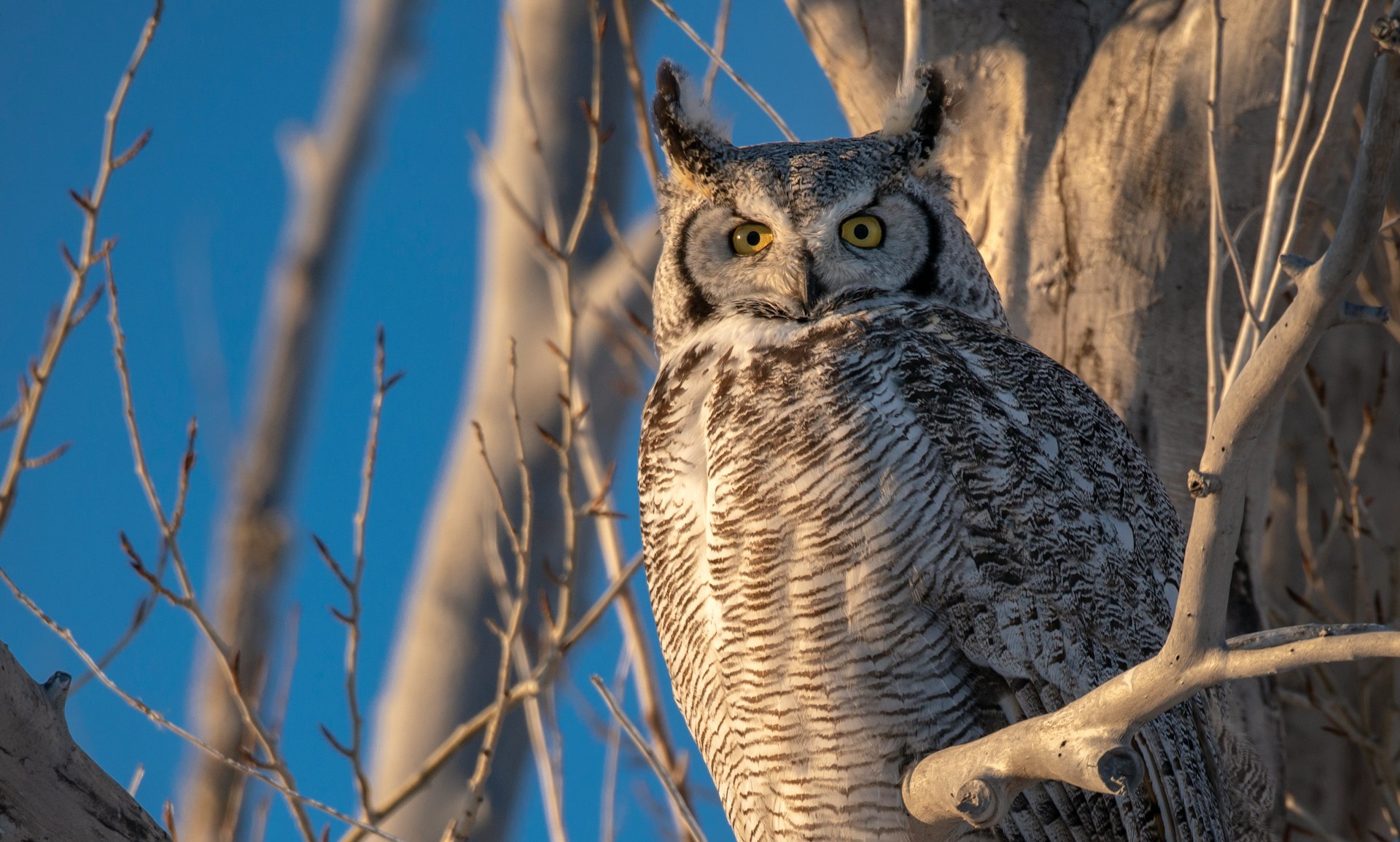 Rossi-Carla_Exquisite-Counterfeits_13 Great Horned Owls