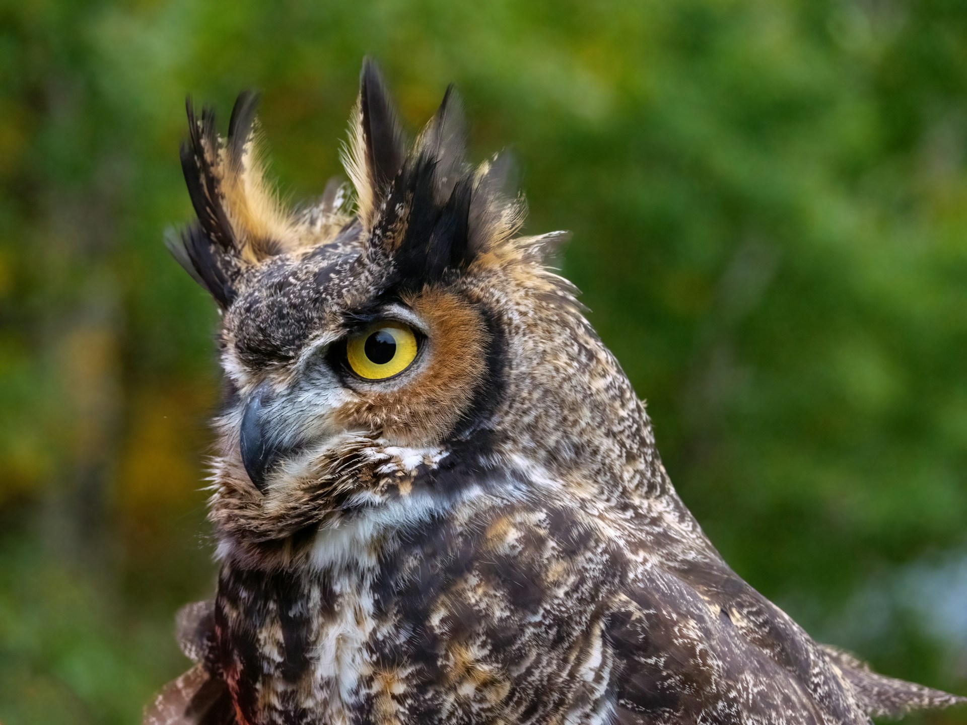 great horned owls