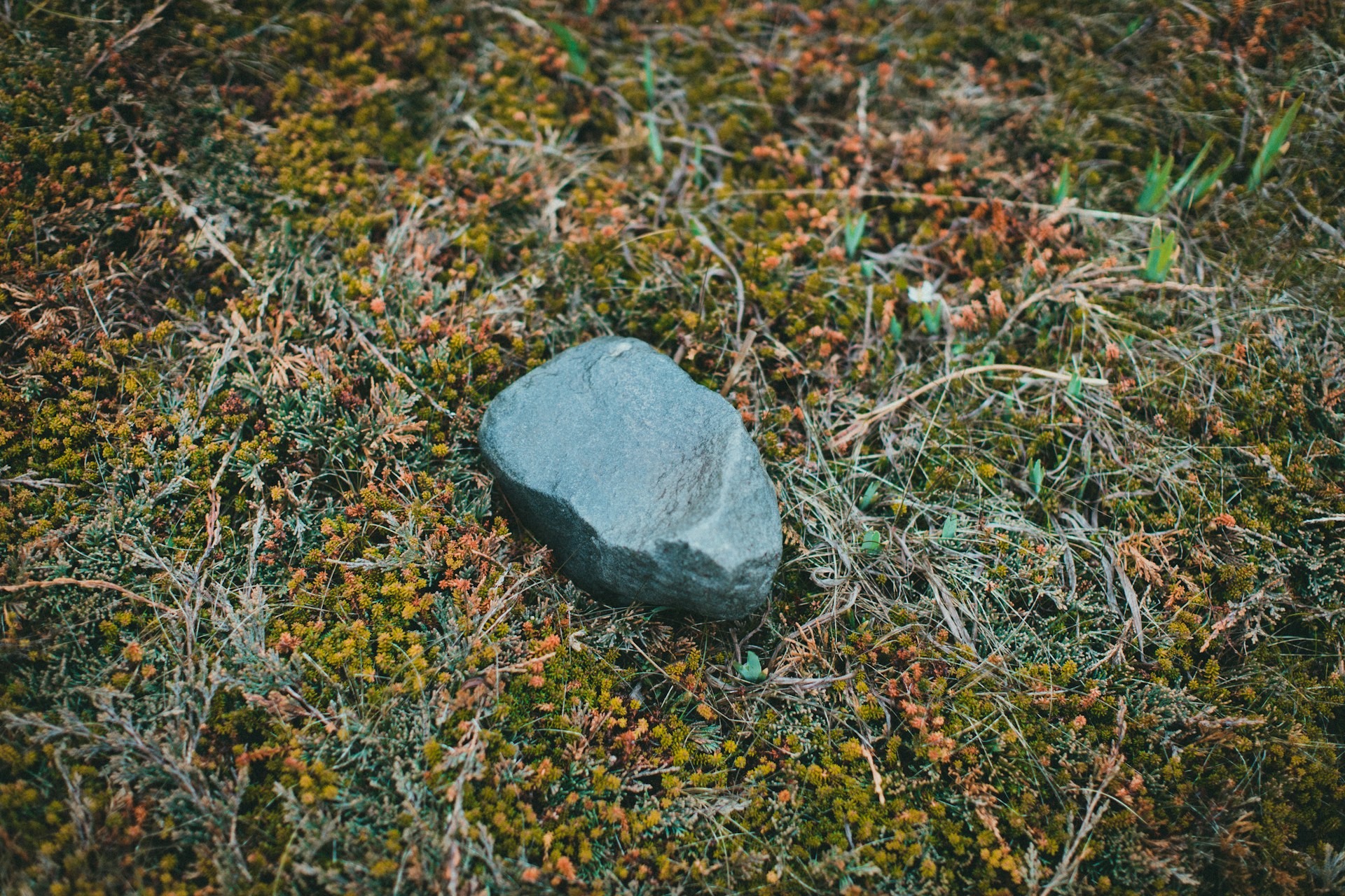 In a Fake Rock