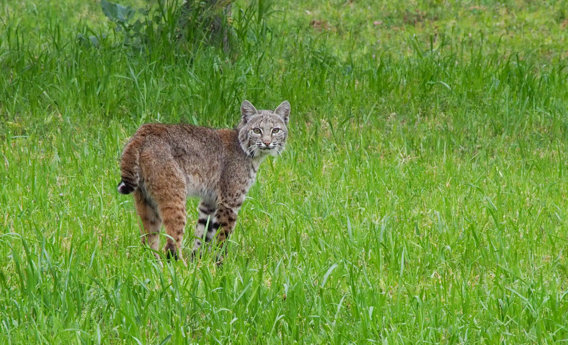 bobcat