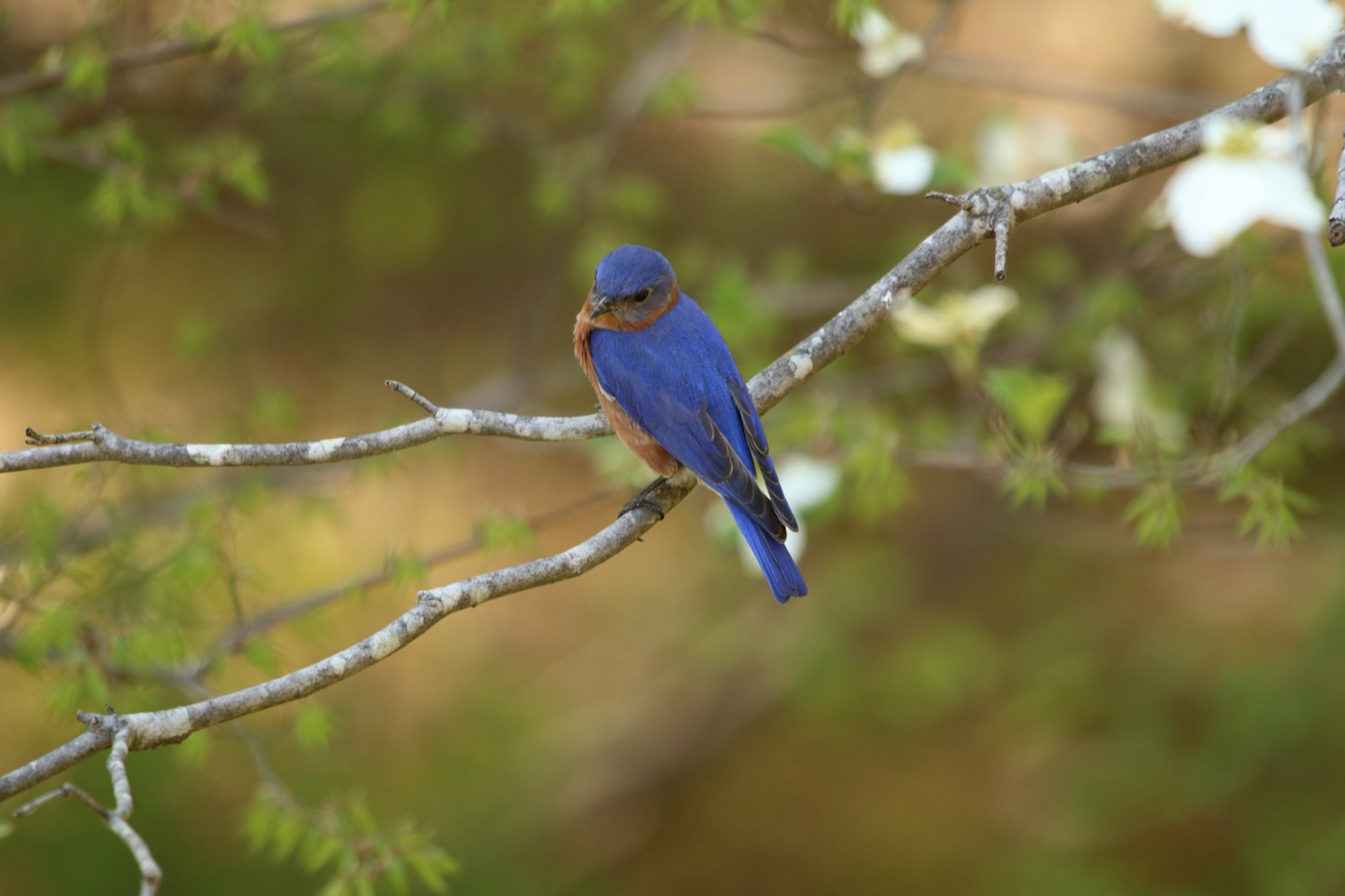Eastern Bluebirds