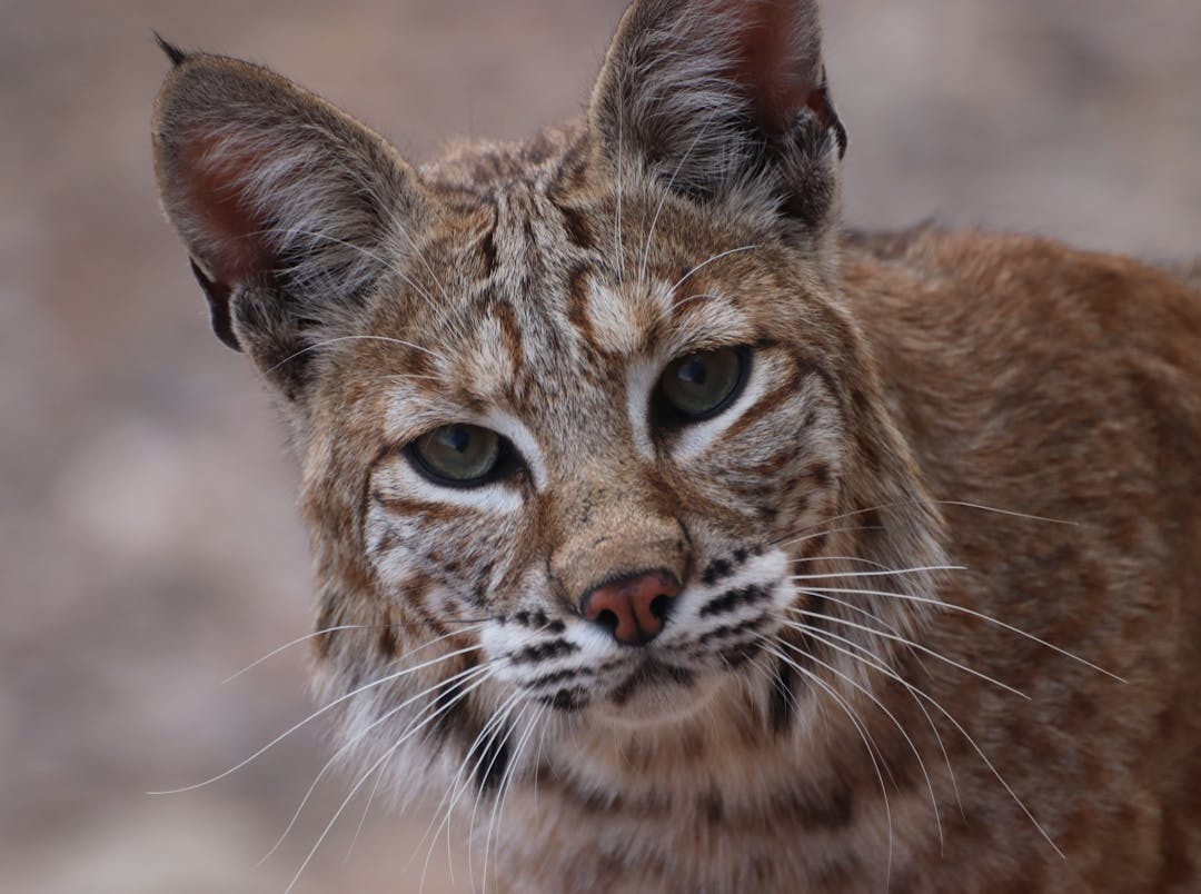 bobcat