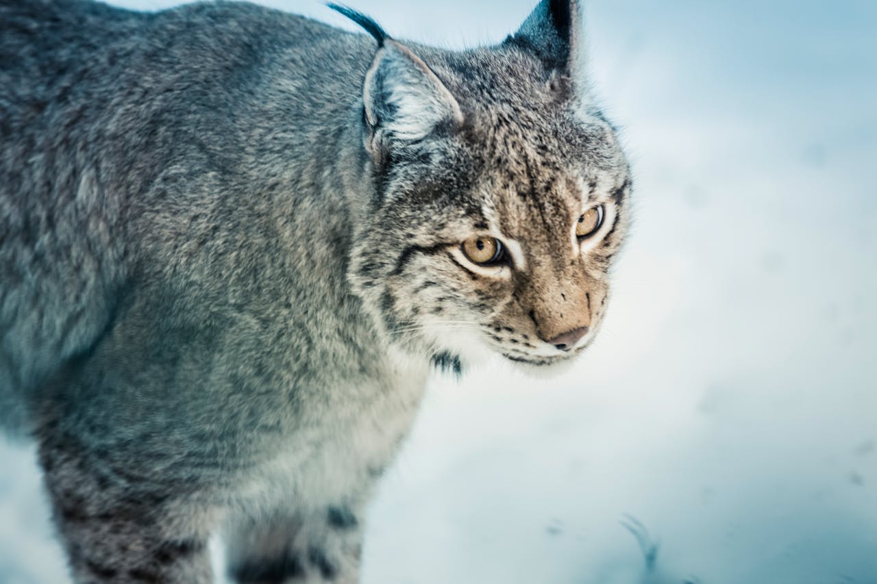 bobcat
