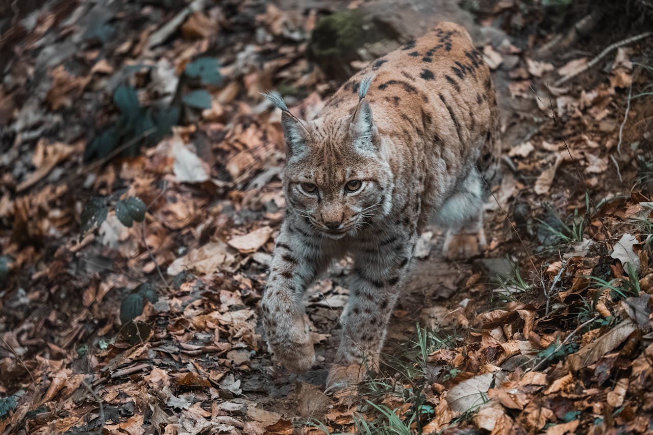 Bobcat