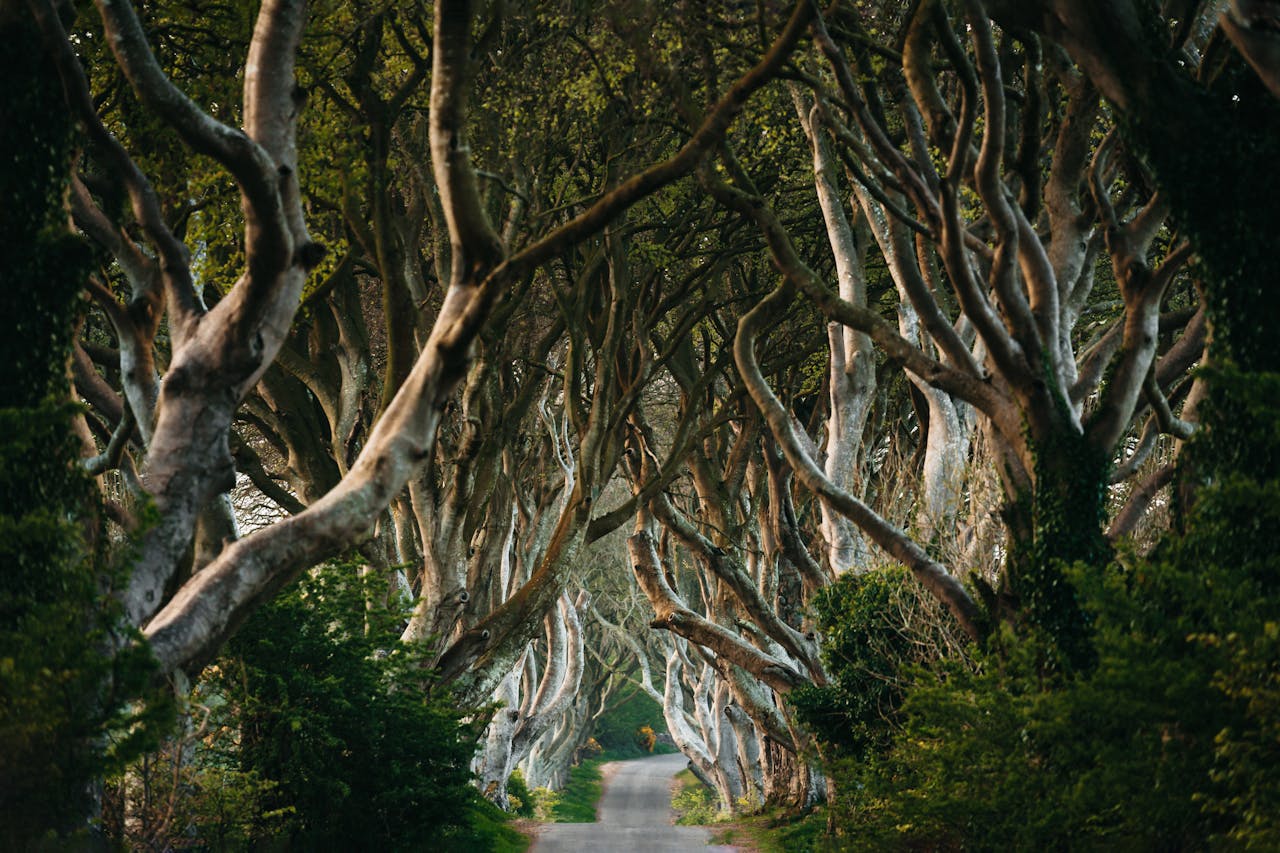 The Dark Hedges, Northern Ireland