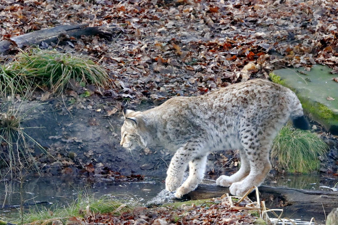 bobcat