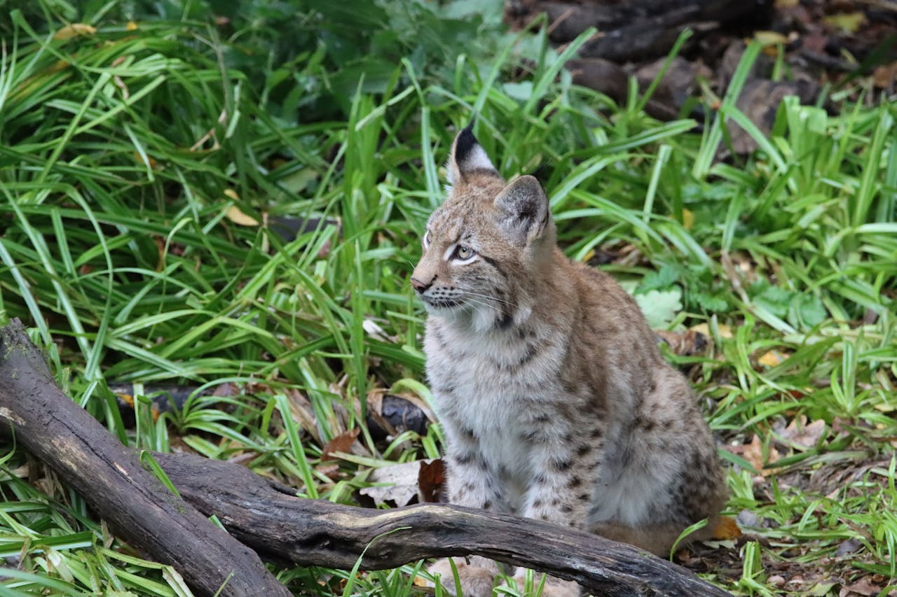 Bobcat