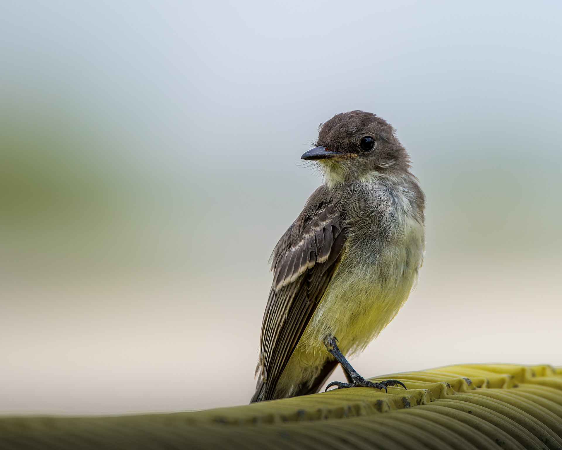 Eastern Phoebe