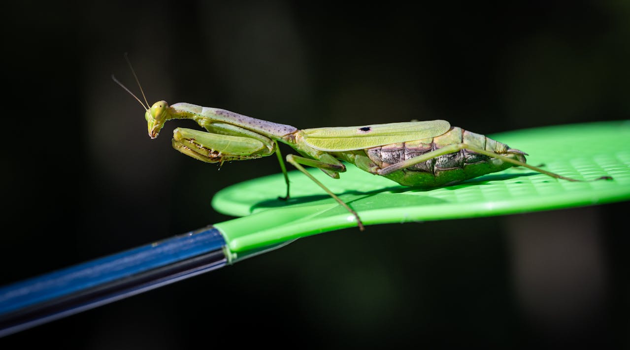 Praying Mantis