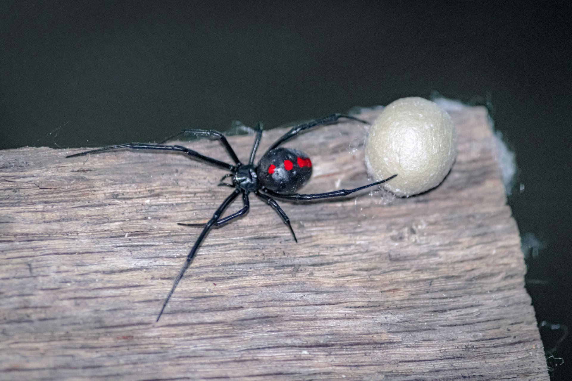 Black Widow Spider